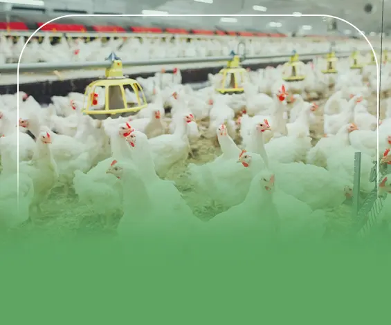 إليك دراسة جدوى مزرعة دواجن