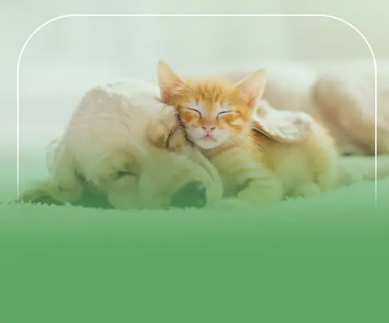 دراسة جدوى تجارة الحيوانات الاليفة