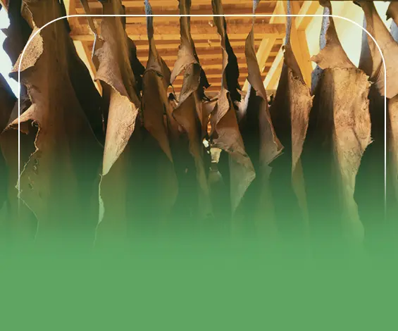 دراسة جدوى مدبغة جلود الحيوانات