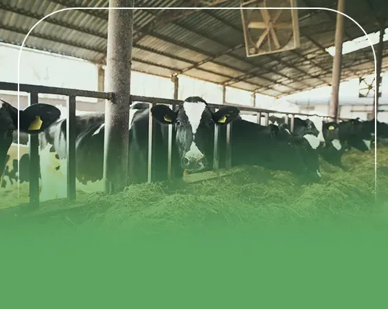 دراسة جدوى مشروع تسمين عجول