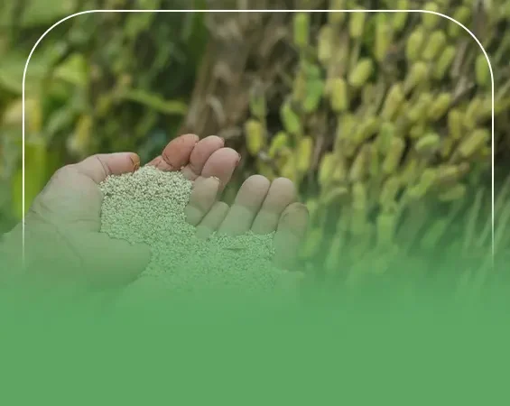 دراسة جدوى مشروع زراعة السمسم