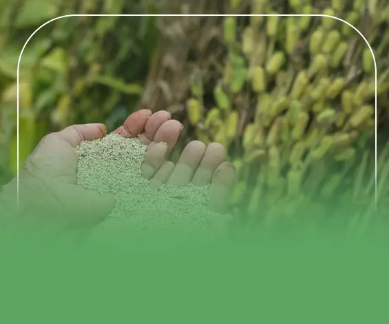 دراسة جدوى مشروع زراعة السمسم