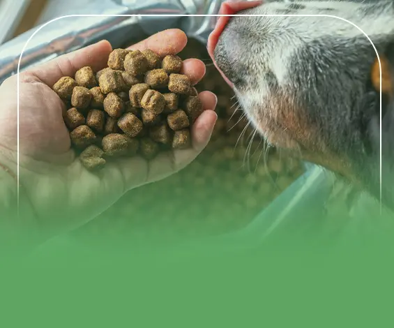 دراسة جدوى مصنع وجبات كلاب